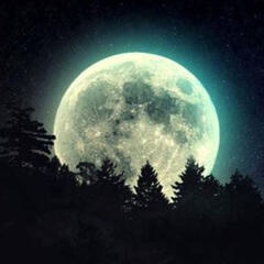 image of a moon over a forest